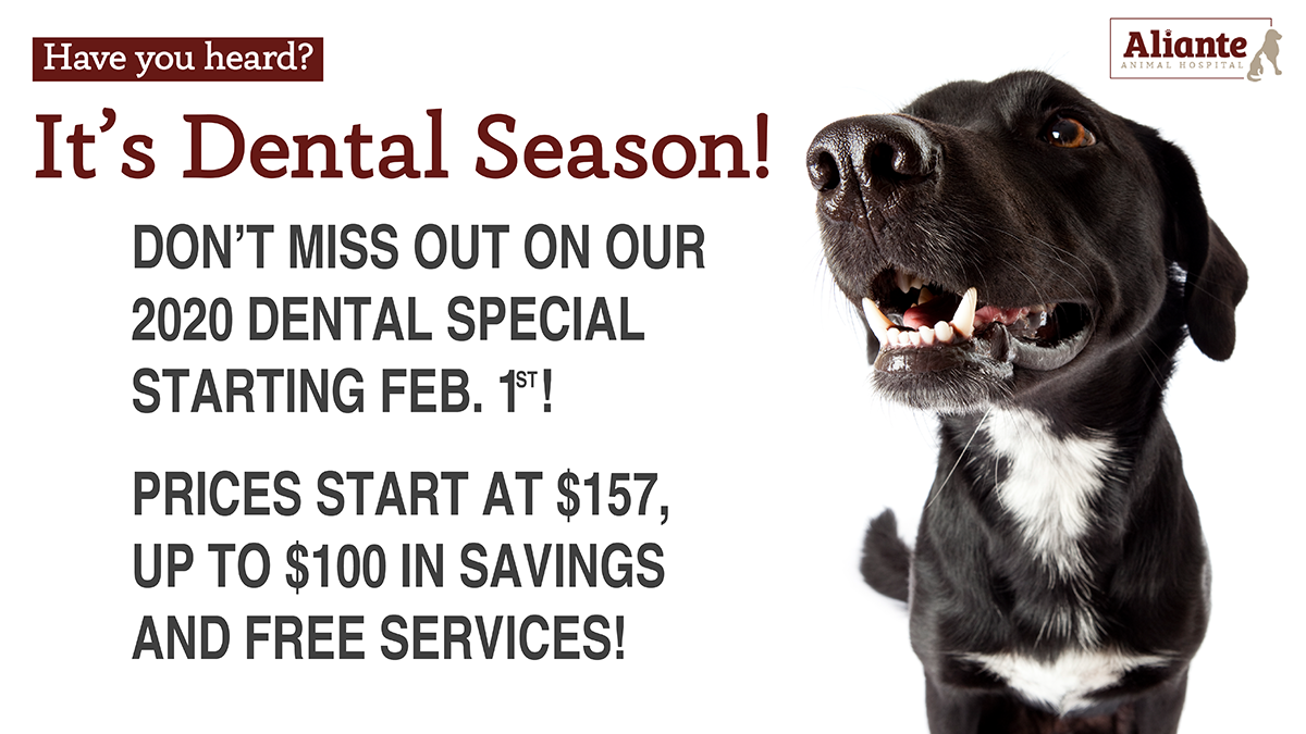 Pet Dental Special 2020 - Aliante Animal Hospital